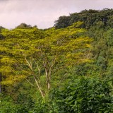 Akaka Falls yellow eyes