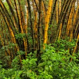 Bamboo Forest