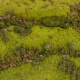 Cauliflowers-Forest