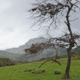 Lost-tree-in-the-Valley