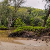 Roots-on-th-beach_bis